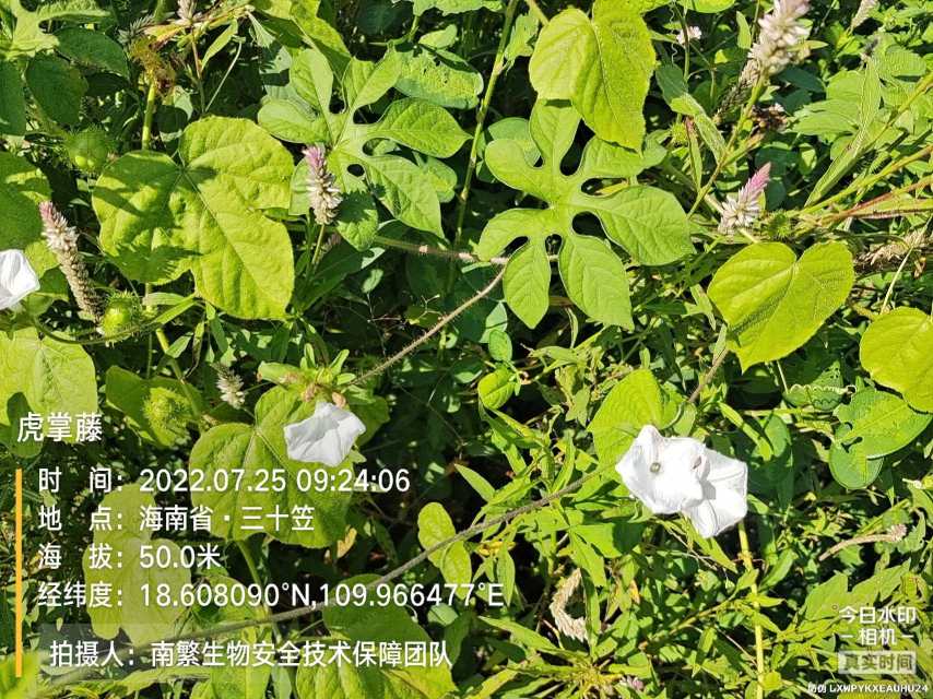 虎掌藤