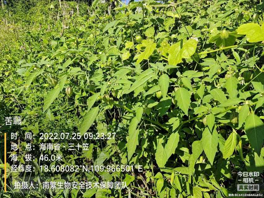 苦蘵