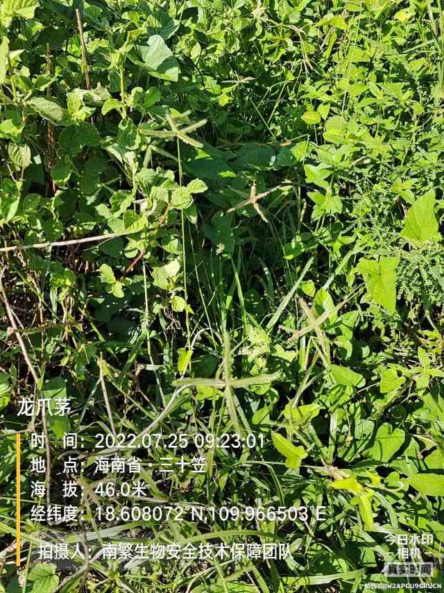 龙爪茅