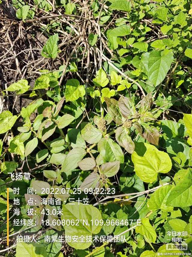 飞扬草