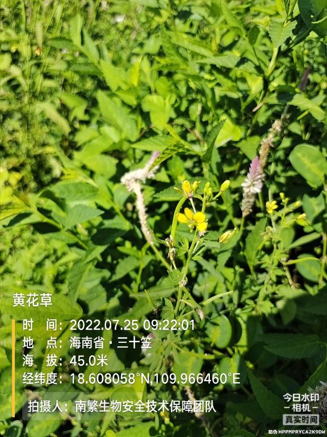 黄花草