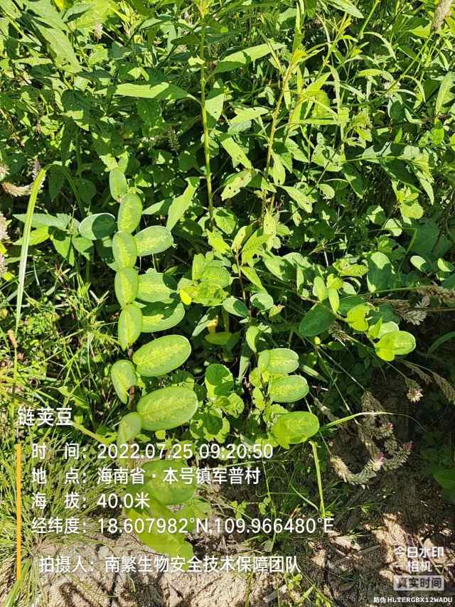 链荚豆