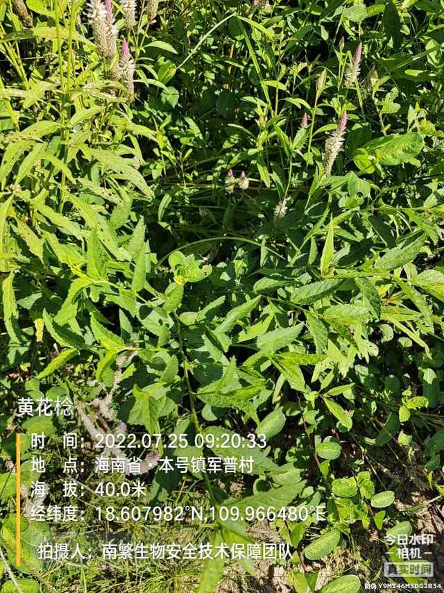 黄花棯