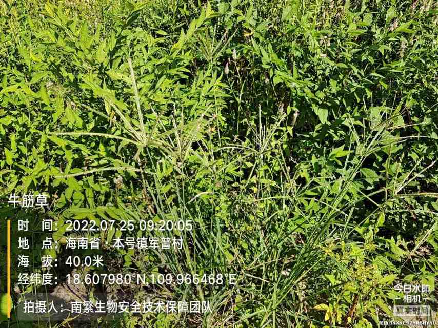 牛筋草