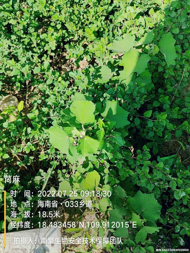 苘麻