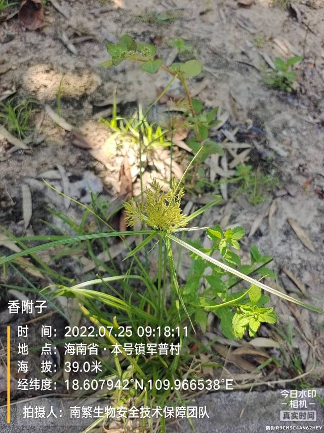 香附子