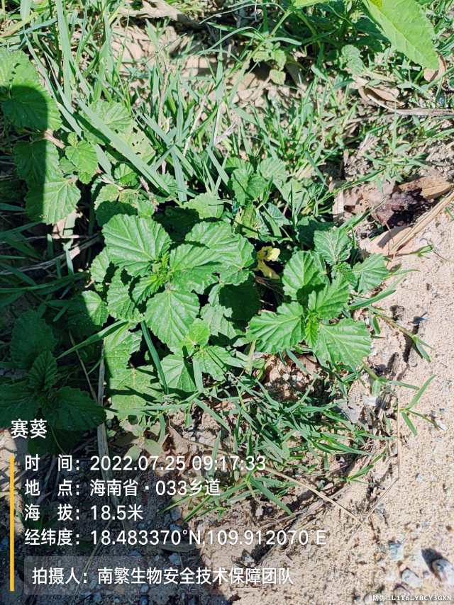 赛葵