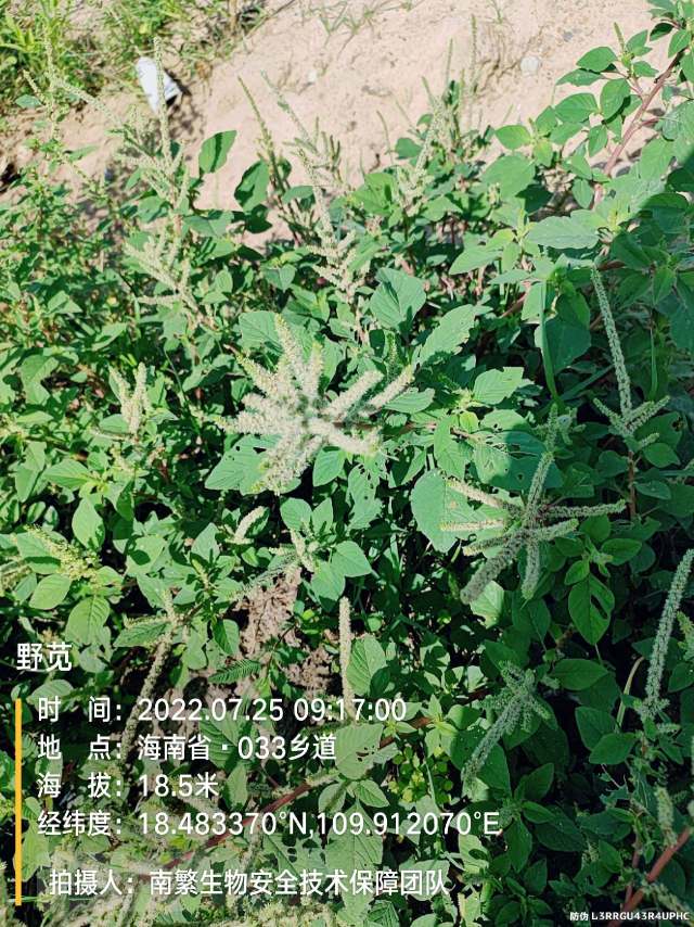 野苋