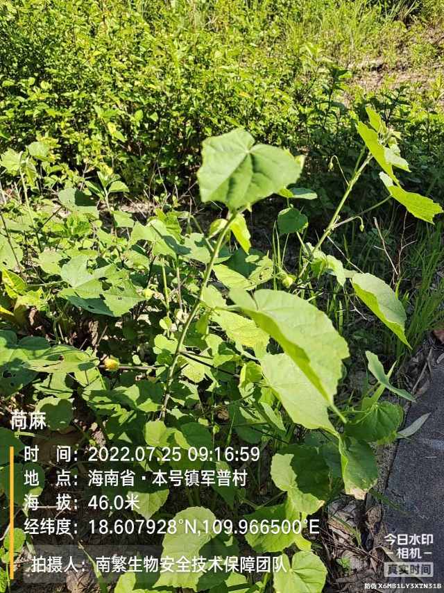 苘麻