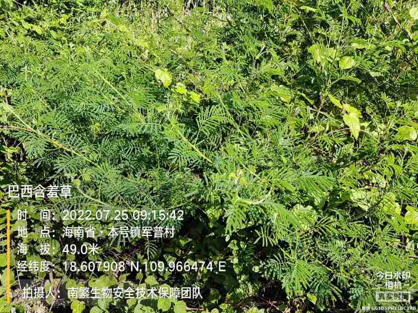 巴西含羞草