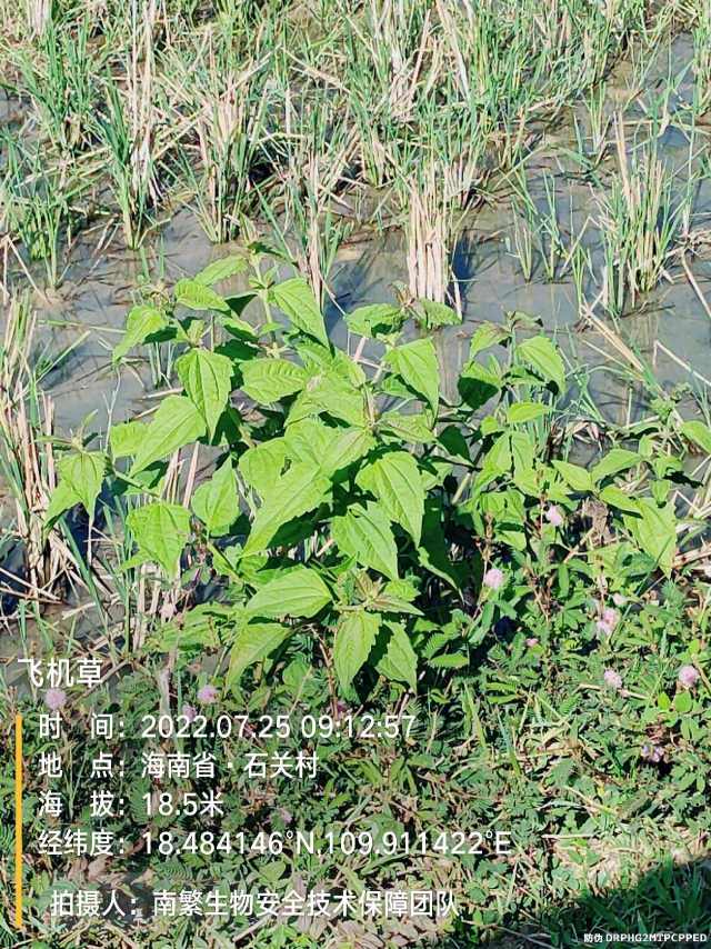 飞机草