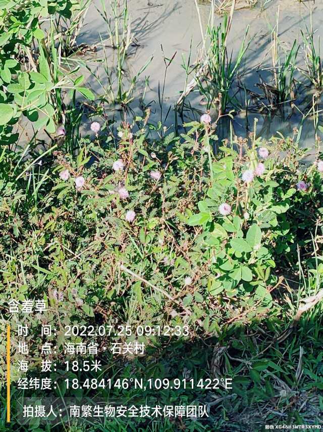 含羞草