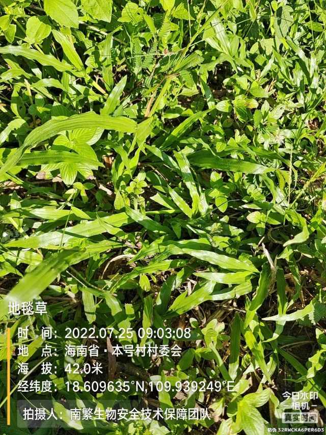 地毯草