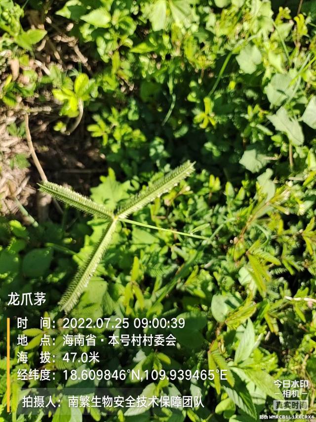 龙爪茅