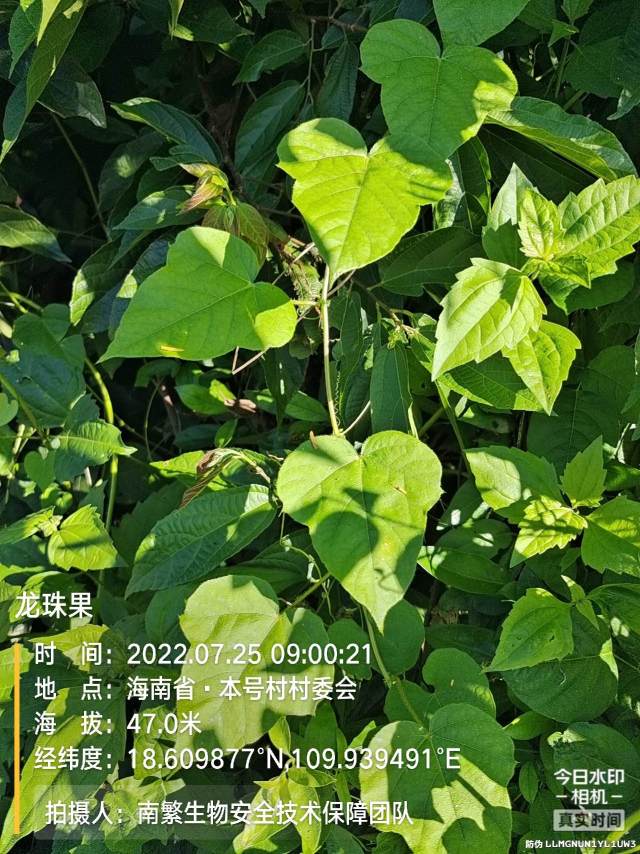 龙珠果