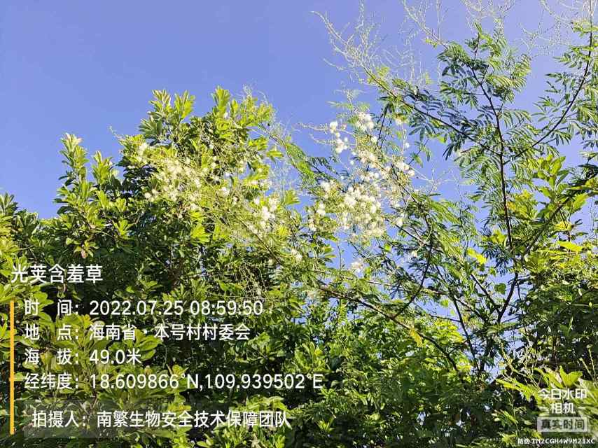 光荚含羞草