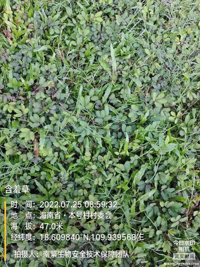 含羞草