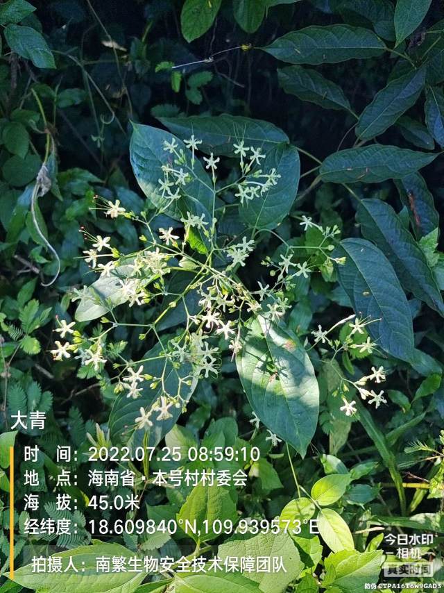 大青