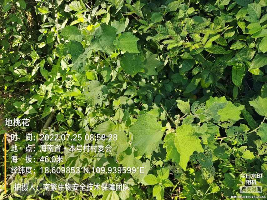 地桃花