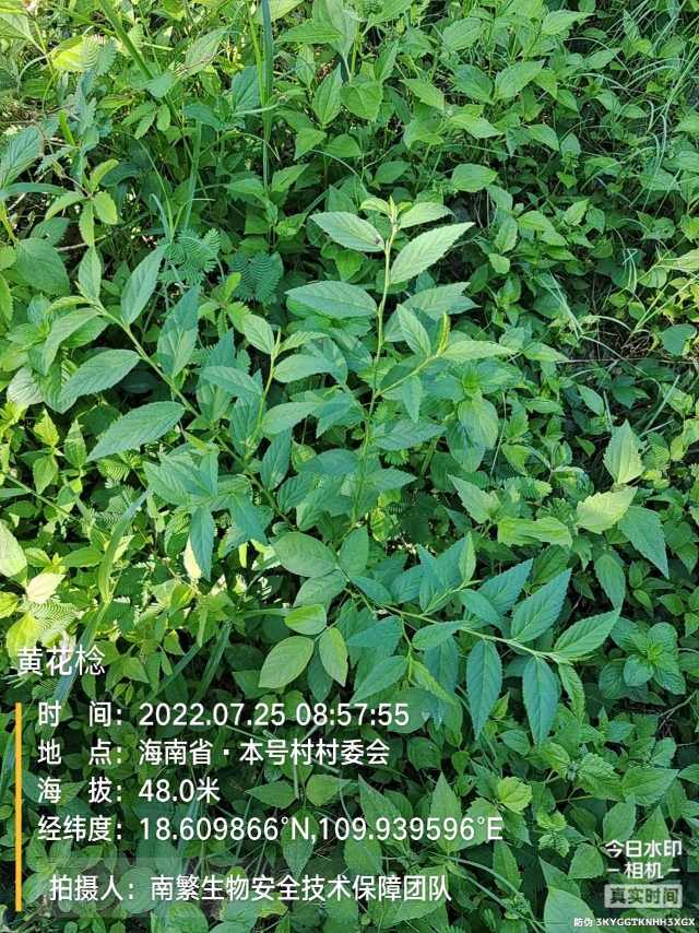 黄花棯