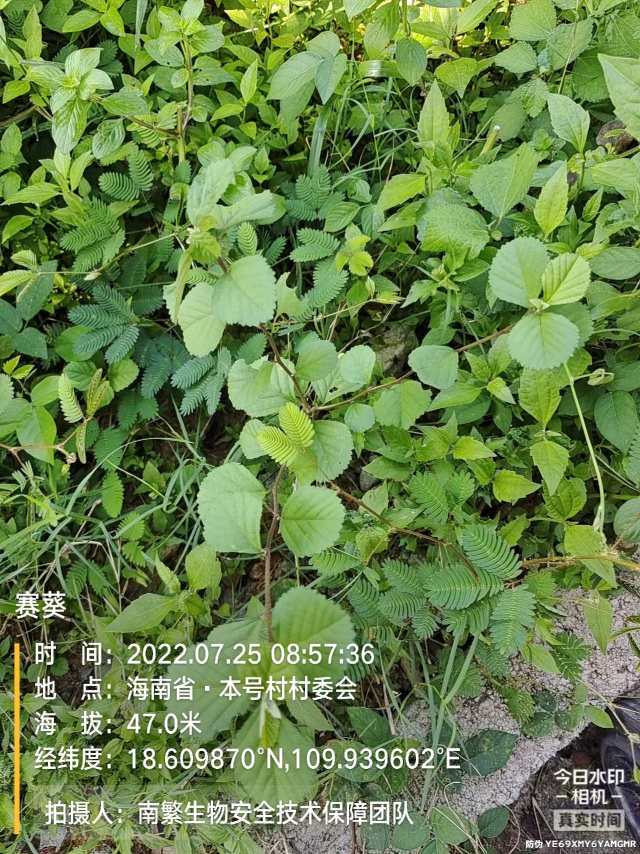 赛葵