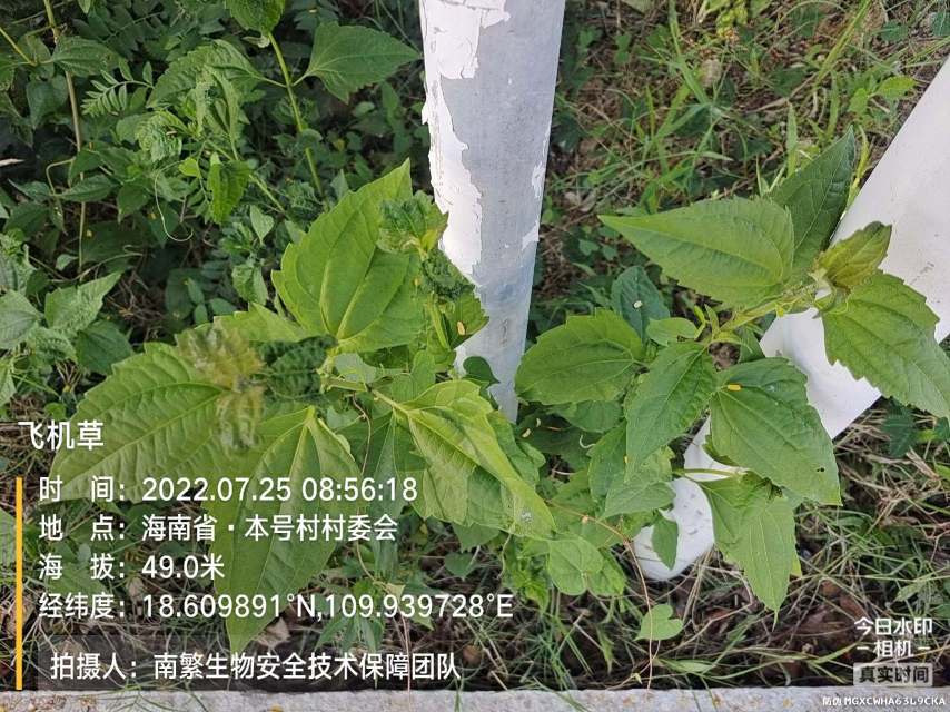 飞机草