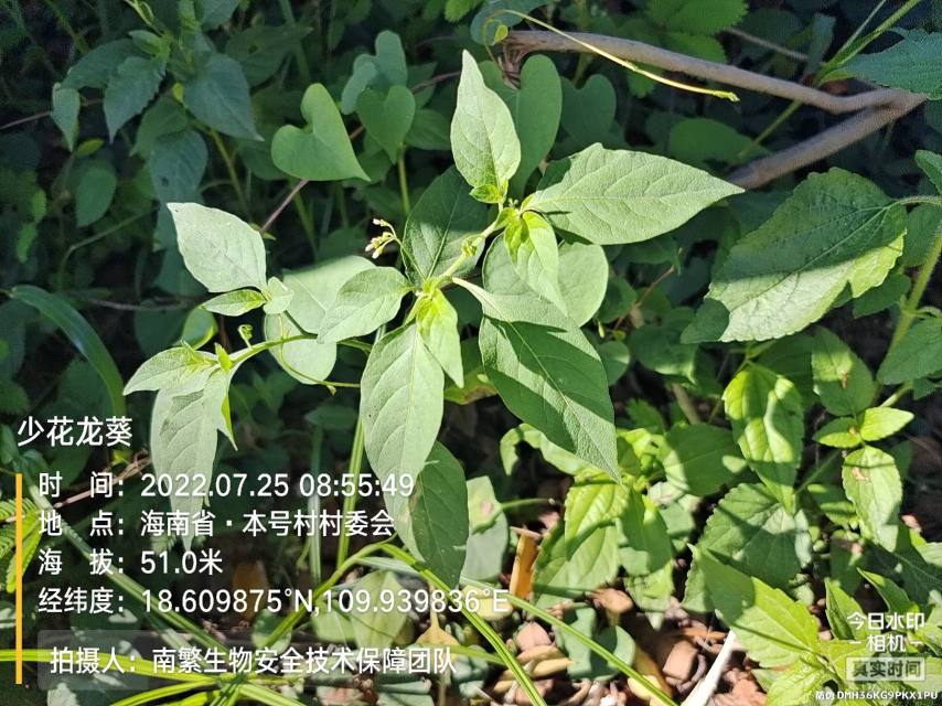 少花龙葵