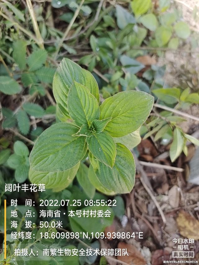 阔叶丰花草
