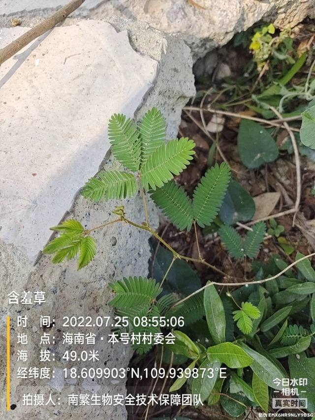 含羞草