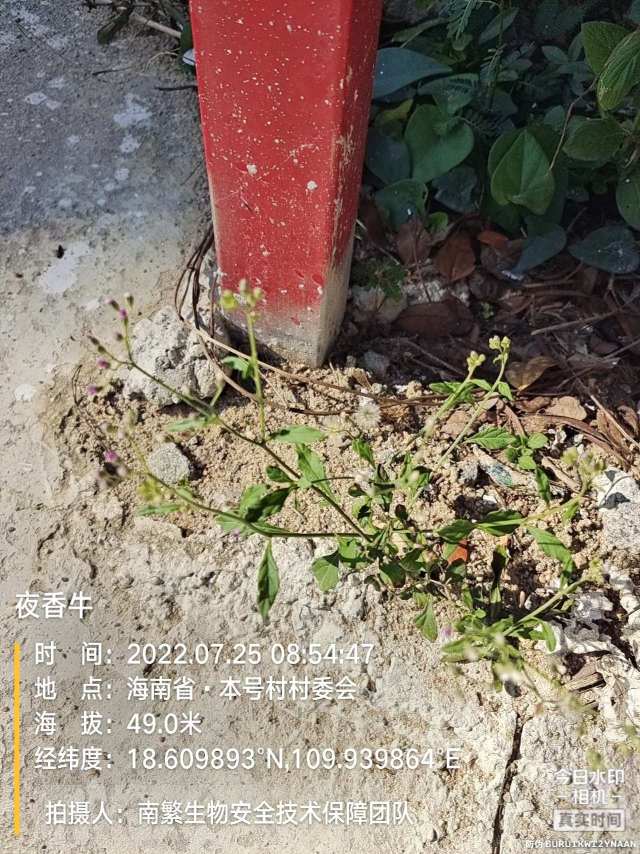 夜香牛