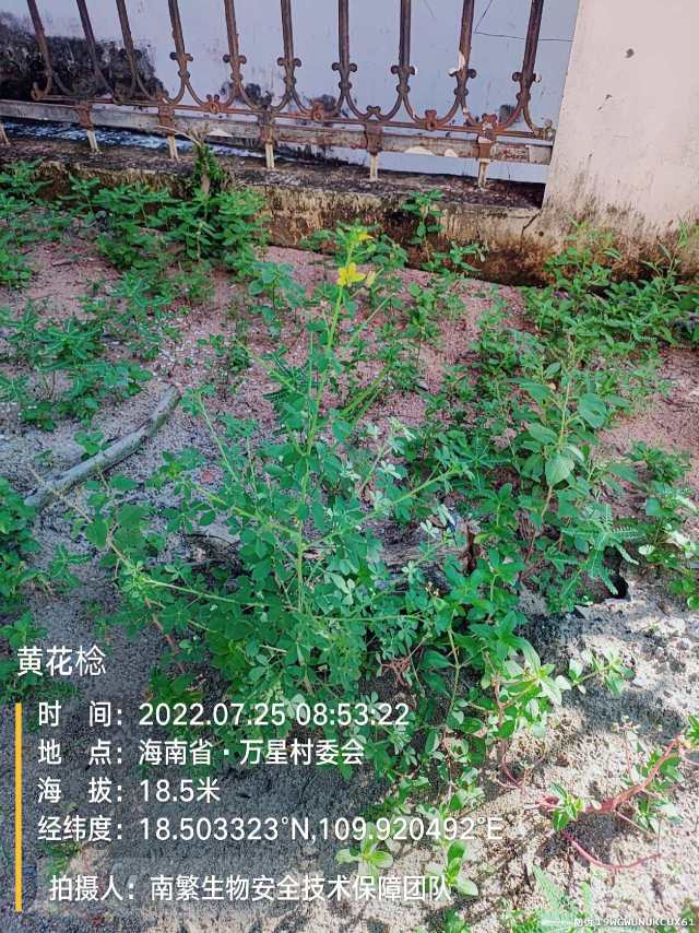 黄花棯