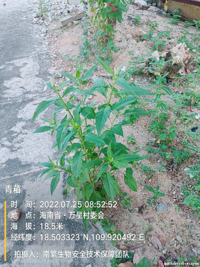青葙