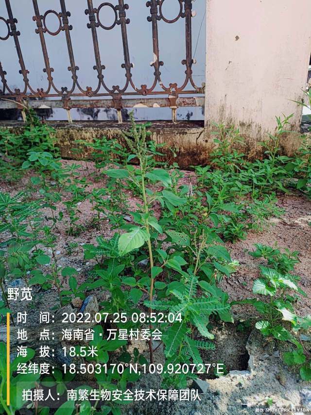 野苋