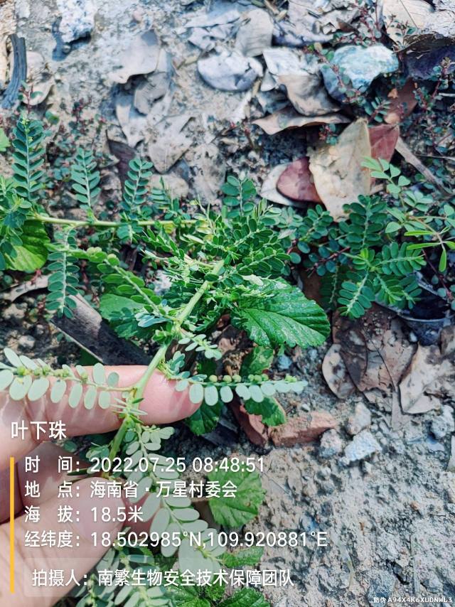 叶下珠