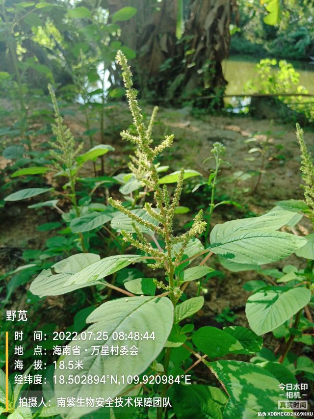 野苋