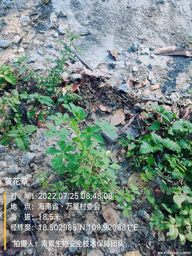 黄花草