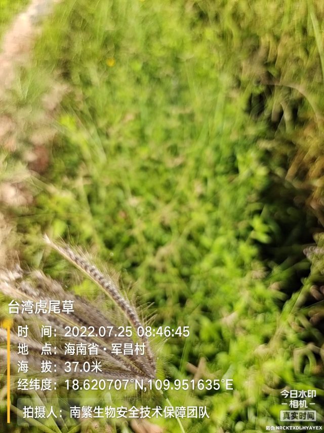 台湾虎尾草