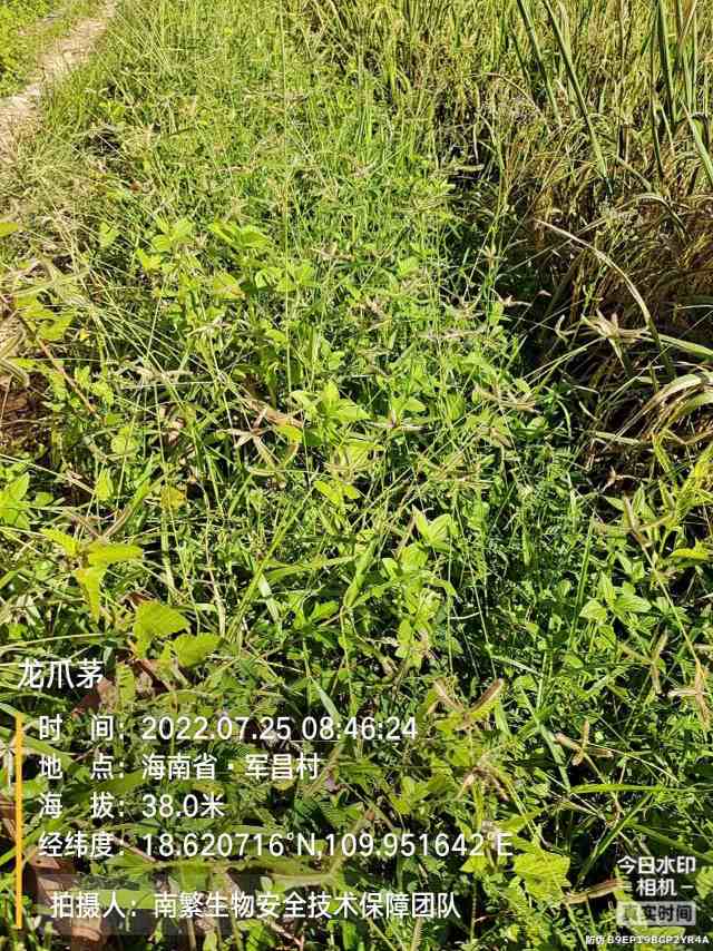 龙爪茅