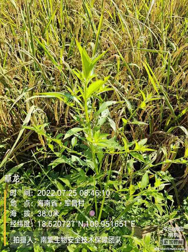 草龙
