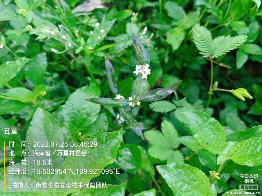 耳草