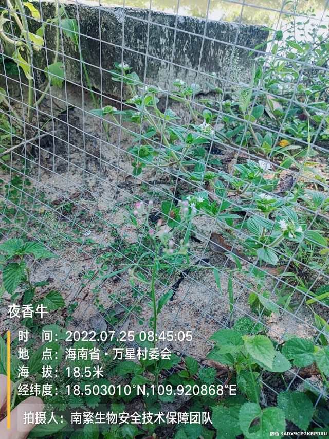 夜香牛