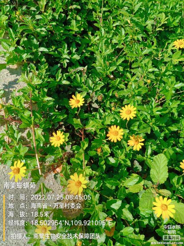 南美蟛蜞菊