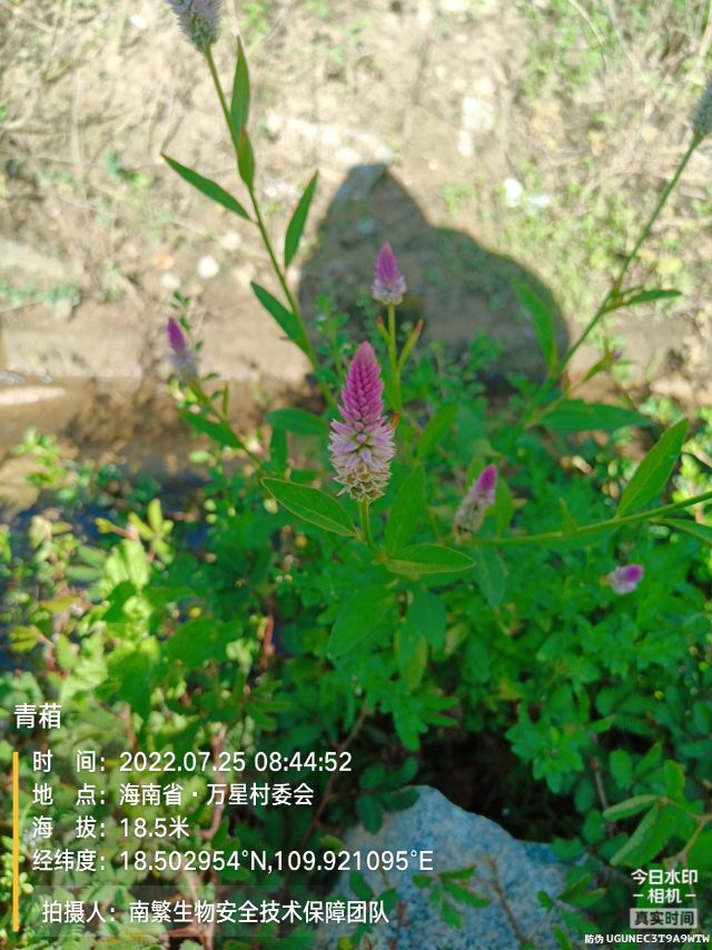 青葙