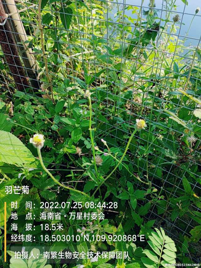 羽芒菊