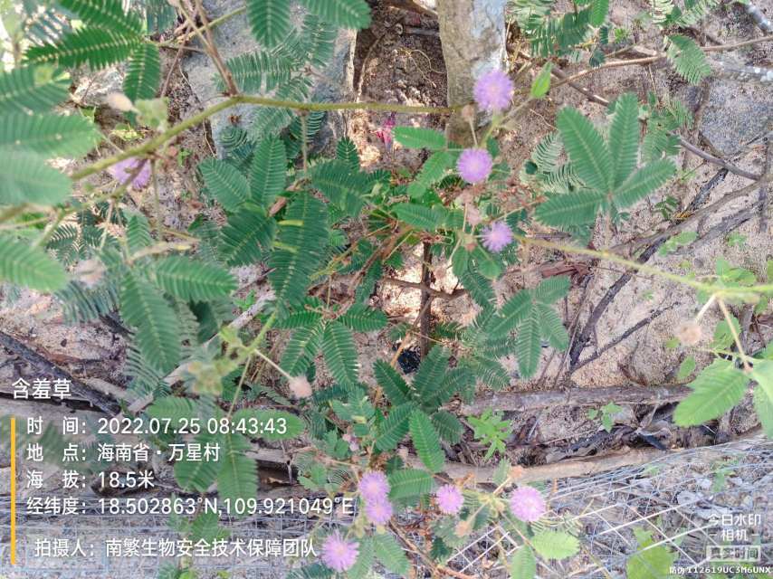 含羞草