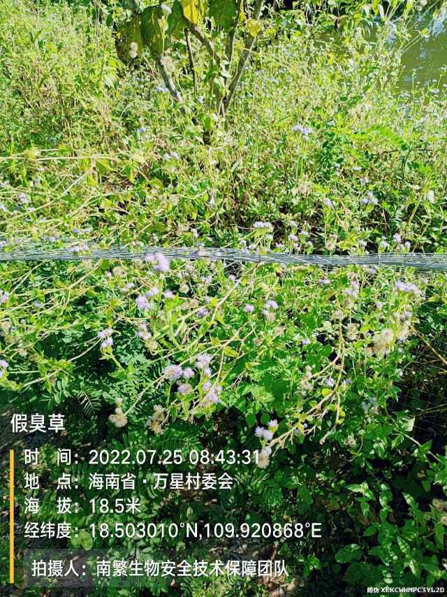 假臭草
