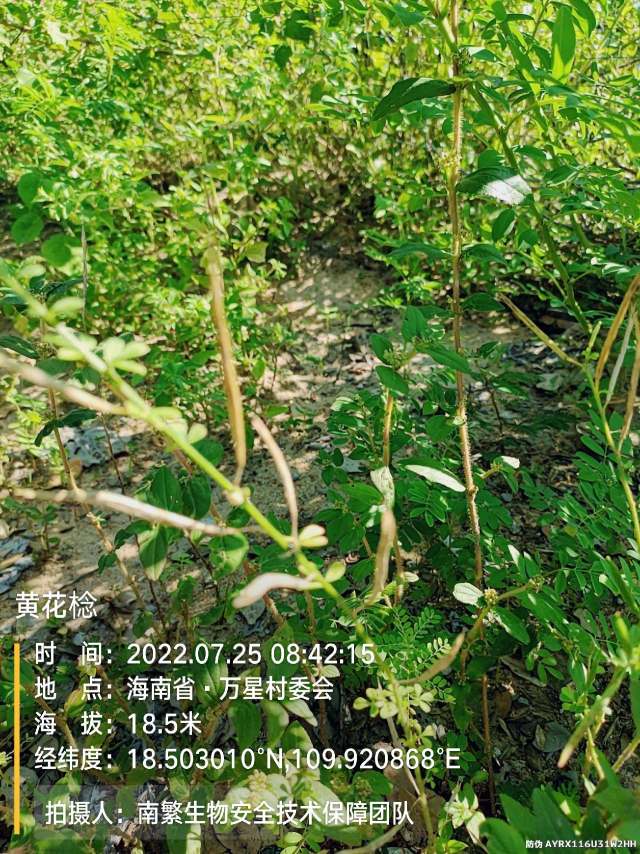 黄花棯