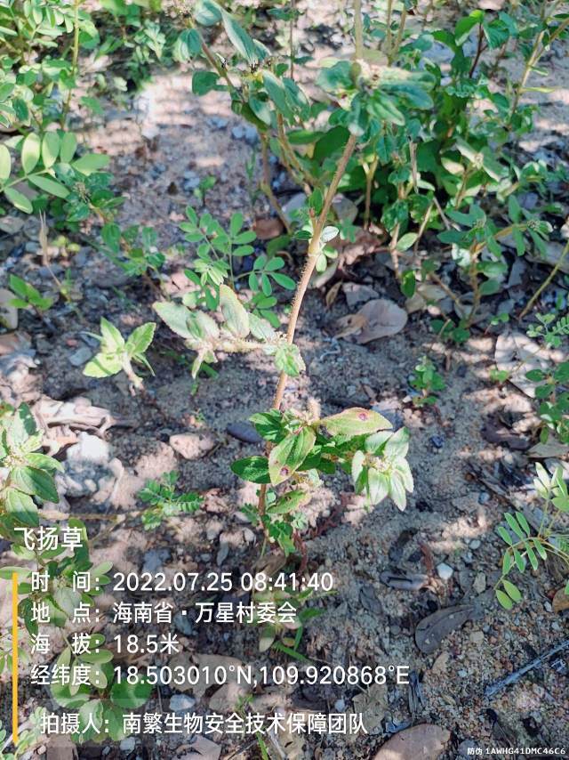 飞扬草