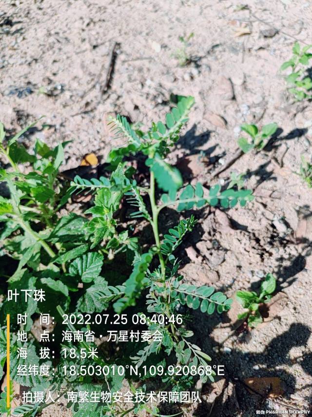 叶下珠