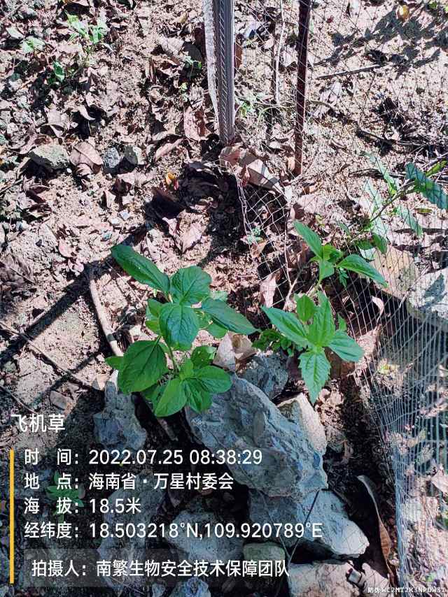 飞机草